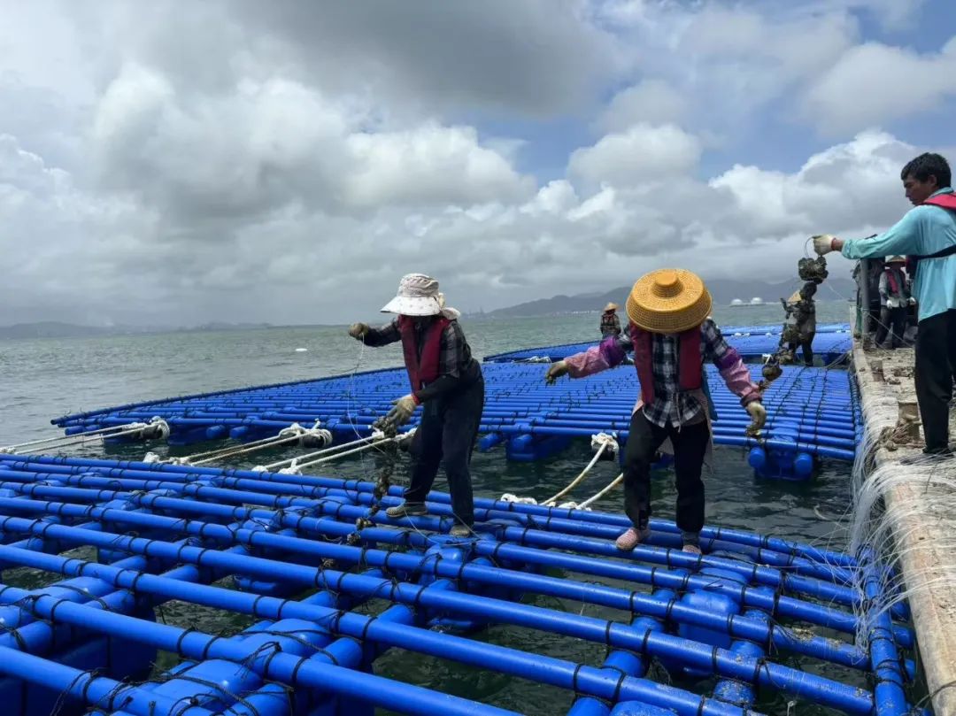 亞通資訊 | 亞通抗風(fēng)浪蠔排成功抵御臺風(fēng)“韋帕”！